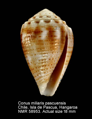 Conus miliaris pascuensis.jpg - Conus miliaris pascuensisRehder,1980